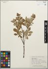 Foto von Salix glauca L.